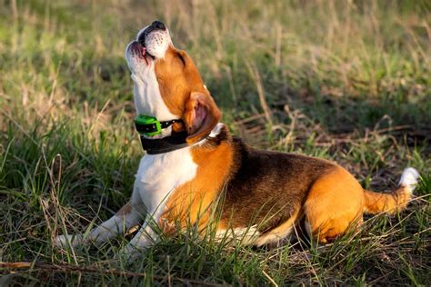 Why Do Beagles Bark So Much? - The Upper Pawside