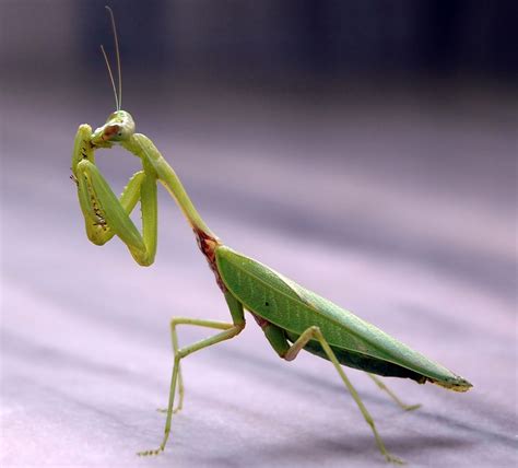 Mantis - Wikipedia