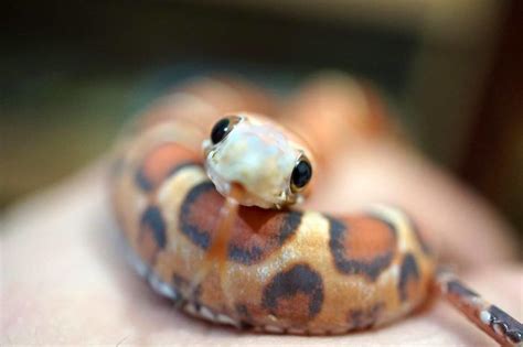 Cute Snake Pretty Snakes, Beautiful Snakes, Cute Reptiles, Reptiles And Amphibians, Cute ...