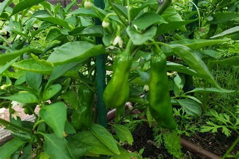 Shishito Peppers – Crazy for Gardening