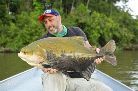 Peixe tambaqui: conheça a espécie e suas características