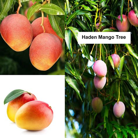 Floral & Garden Crafts Craft Supplies & Tools Haden Mango Florida Mango Mango Tree Cuttings Home ...