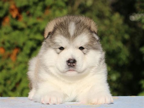 Alaskan Malamute For Sale | Alaskan Malamute Puppies | Cute animals ...