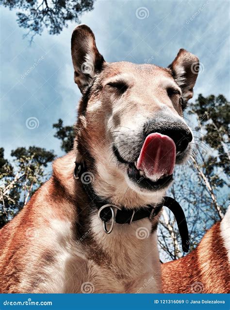 Funny dog drooling stock image. Image of collie, drooling - 121316069