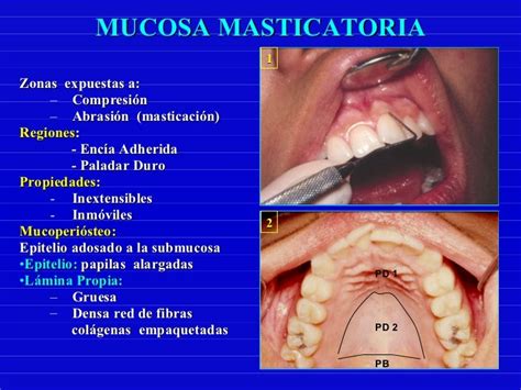 Epitelio Mucosa Oral