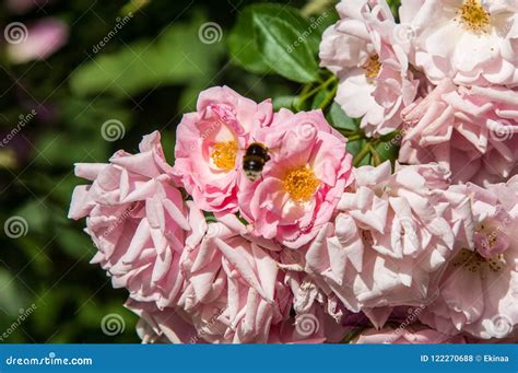 Hybrid tea roses. Tea rose stock photo. Image of glass - 122270688