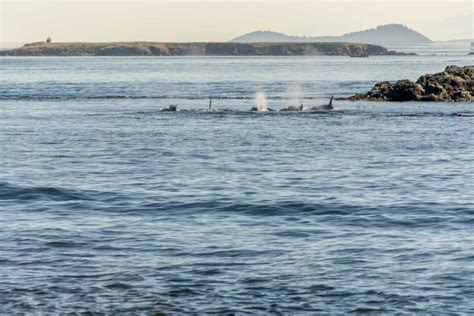 10 Things to KNOW about Whale Watching in Victoria +the BEST Tours