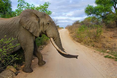 TheTravelingTeacher: Kruger National Park | Mpumalanga | South Africa