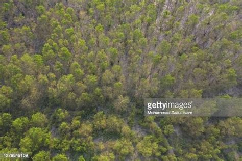 91 Sundarbans Aerial Stock Photos, High-Res Pictures, and Images - Getty Images