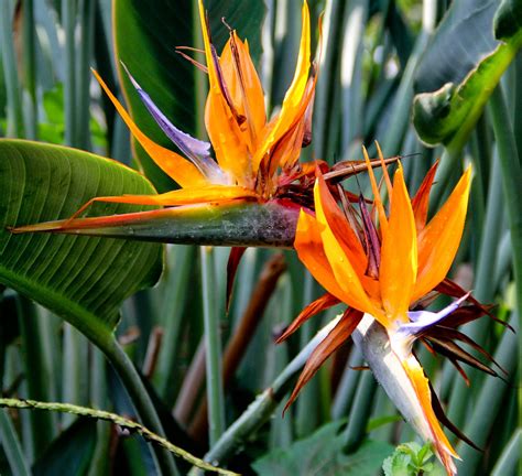 Photos by Stan: Bird of Paradise [Orange You Glad It's Friday]