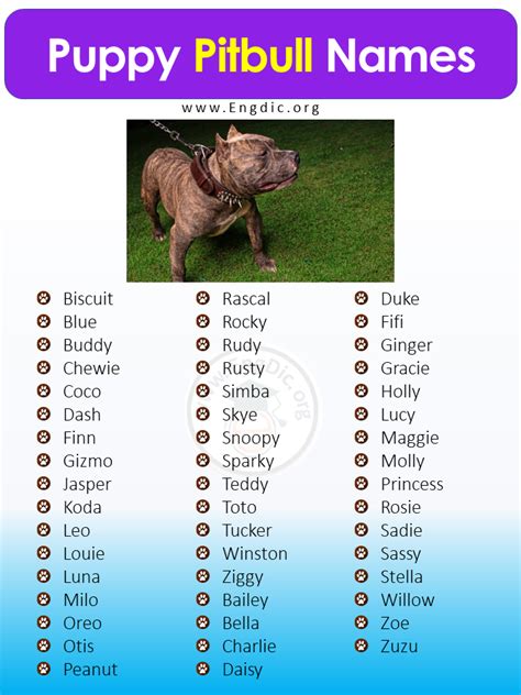 500+ Best Unique Pitbull Names (Male, Female) - EngDic