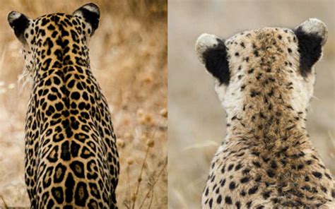 Leopard vs Cheetah: Tell The Difference [PICS AND VIDEO] | Asilia ...