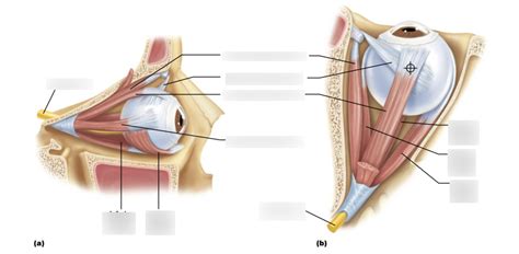 extrinsic eye muscles Diagram | Quizlet