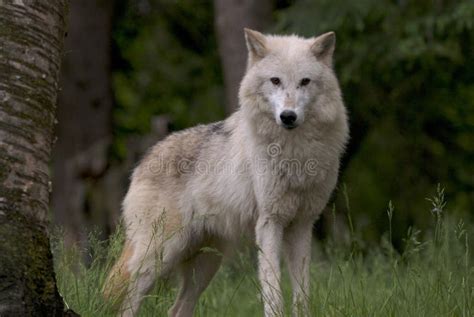 Wolf Standing In Forest Royalty Free Stock Photos - Image: 2318618