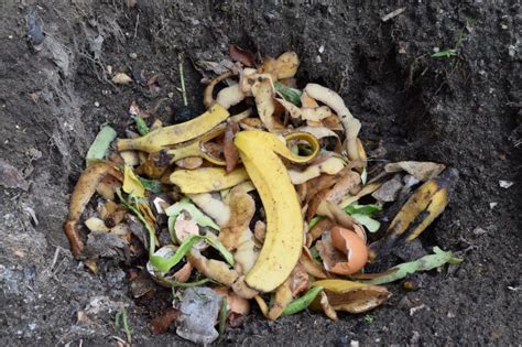 Can You Put Banana Peels in Compost? (2023)