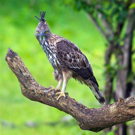 17 Best images about Falconry on Pinterest | Peru, Birds and Kestrel