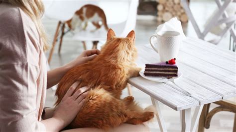 OMG! The Best Cat Cafes In London Ever! - London Kensington Guide