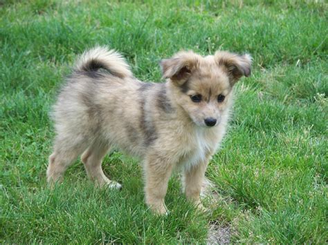 Cute Australian Shepherd (Aussie) Puppies Photos ~ Cute Puppies ...