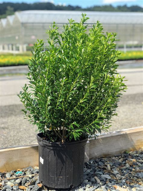 Ilex glabra 'Shamrock' - Inkberry | Green Thumb Yard Care, LLC