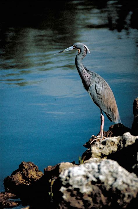 Free picture: little, blue, heron, bird, standing, rocks, overlooking ...