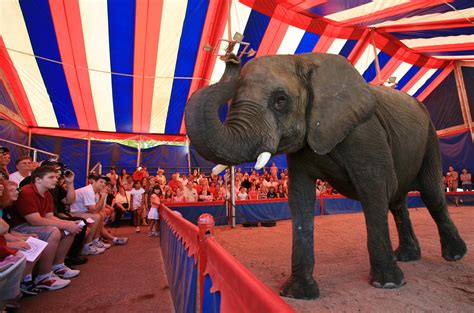 Circus World combines both the historical and entertaining aspects of the Ringling Brothers ci ...