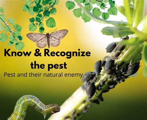 What is the biological control of insects?