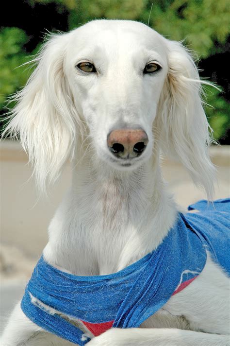 White Saluki dog photo and wallpaper. Beautiful White Saluki dog pictures