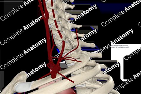 Costocervical Trunk | Complete Anatomy