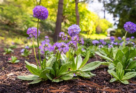 20 Low-Maintenance Perennials for Shade Gardens