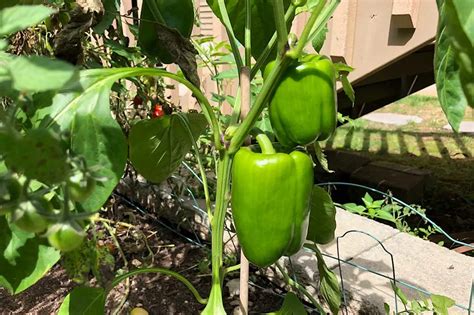 Bell Pepper Plant Growth Stages (Day 1-120 w/Pictures) - Pepper Geek