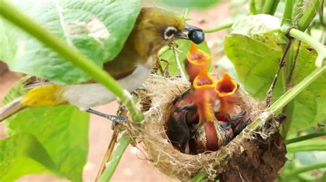 Mother feeding Dead Black Worm to baby birds | Day 6 | Birds in nest - YouTube