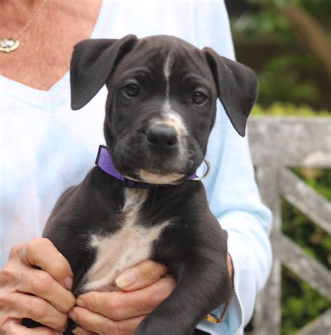 Rowan - Medium Male Pointer Mix Dog in NSW - PetRescue