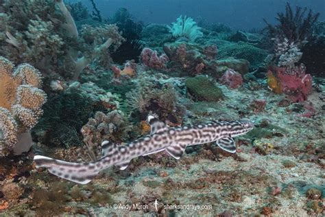 Coral Catshark - Atelomycterus marmoratus