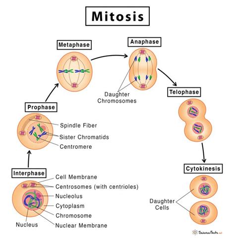 Plant Cell Diagram Mitosis Pin On Igcse Final Phase Of Mitosis | Sexiz Pix