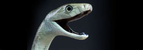 Decoding Snake-Venom Origins | The Institute for Creation Research