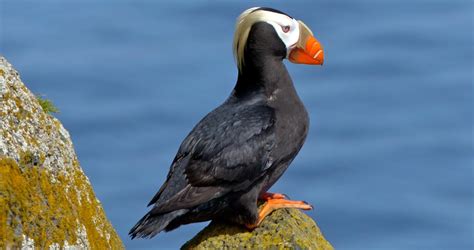 Tufted Puffin Overview, All About Birds, Cornell Lab of Ornithology