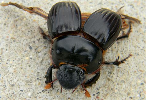 Buggy Vocabulary Word ELYTRA: Dung Beetle with Phoretic Mites - What's That Bug?