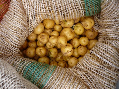 La papa amarilla, favorita entre los peruanos. / The yellow potato ...