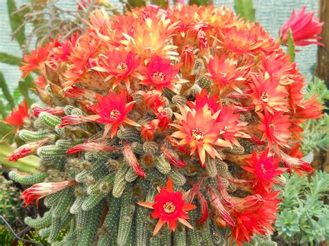 Echinopsis chamaecereus - Peanut Cactus | World of Flowering Plants