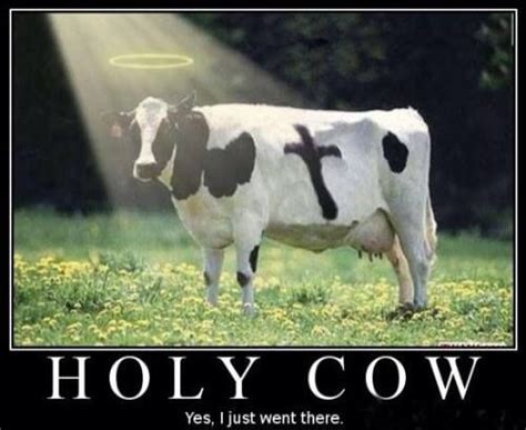 Holy Cow...LOL | Cows funny, Cow puns, Cow