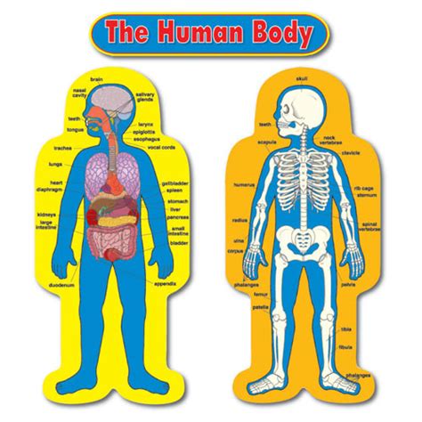 Human Body