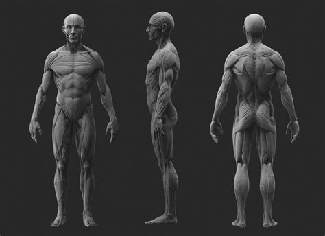 Anatomy study, Human anatomy drawing, Human anatomy art