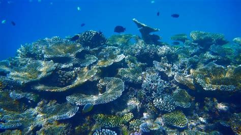 Coral Gardens, South Ari Atoll, Maldives - YouTube