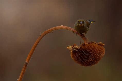 10 Wildlife Photography Tips for Beginners | Iceland Photo Tours