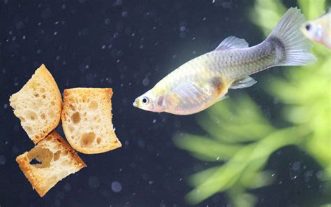 Can Guppies Eat Bread or Breadcrumbs?