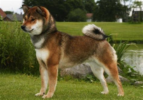 Shiba Inu - I met one of these sweet little dogs in Pittsburgh! So cute ...