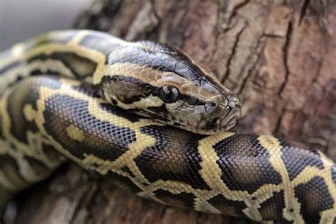 Burmese Python Care Sheet - Reptiles Magazine