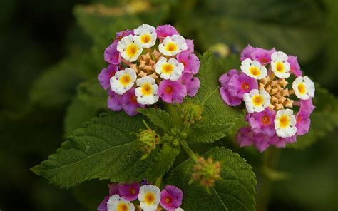 Lantana Flowers