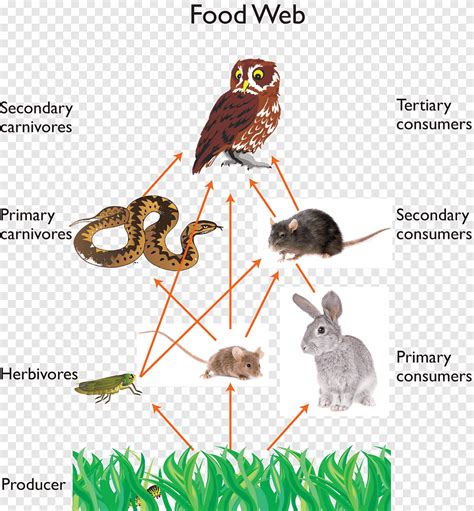 Great Horned Owl Snowy owl Food chain Food web, owl, food, animals png ...