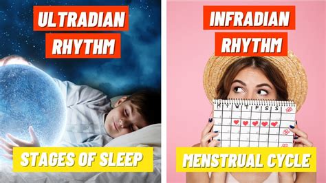 Stages of Sleep and the Menstrual Cycle | Ultradian & Infradian Rhythms - YouTube